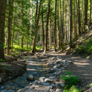 Sunlit forest scene with tall, dense trees and a winding dirt path beside a gentle stream. Green foliage and dappled sunlight create a serene atmosphere.